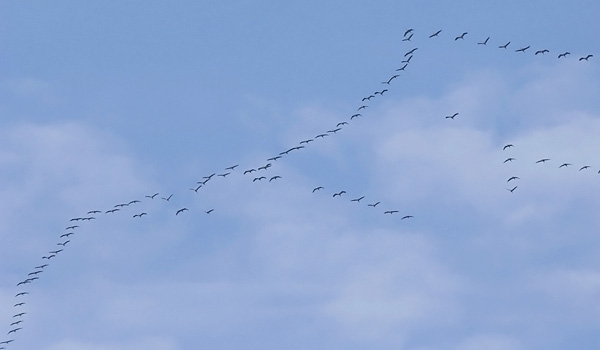 Kurki, Common Crane, Grus grus